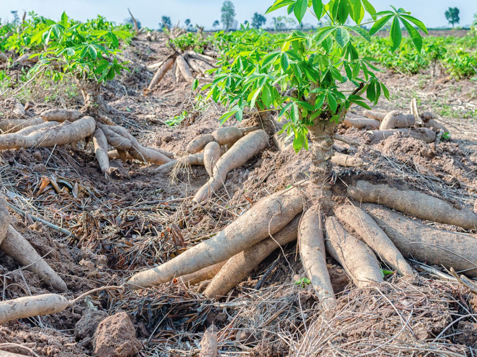 cassava - THEWILL NEWS MEDIA