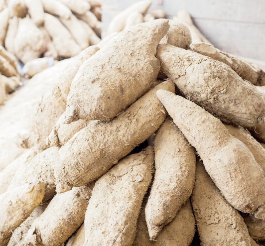 Agriculture: There is huge potential for production of yam