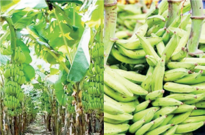 Yam, Cassava, Plantain Processing: Delta is part of Nigeria’s food basket. Investment in this area is worth considering.