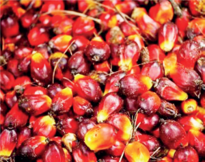 Palm Produce: The state is hugely endowed with vast and suitable land for palm plantation. Partnership with Okomu Oil and Presco, two oil palm producing giants in the state, could boost business potential in this sector
