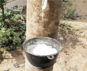 Rubber Processing: Edo is the largest producer of rubber in Nigeria. This could be modernized in partnership with foreign experts.