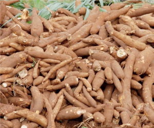 Cassava: Processing factory in small and medium business categories has huge business potential