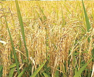 Rice Production and Processing