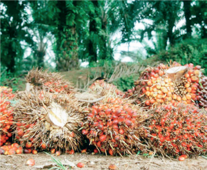 Palm Produce and Processing