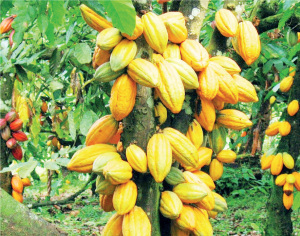 Cocoa Cultivation and Processing