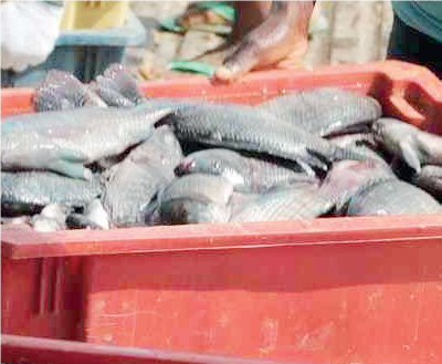 bayelsa5 - THEWILL NEWS MEDIA Fish processing & packaging