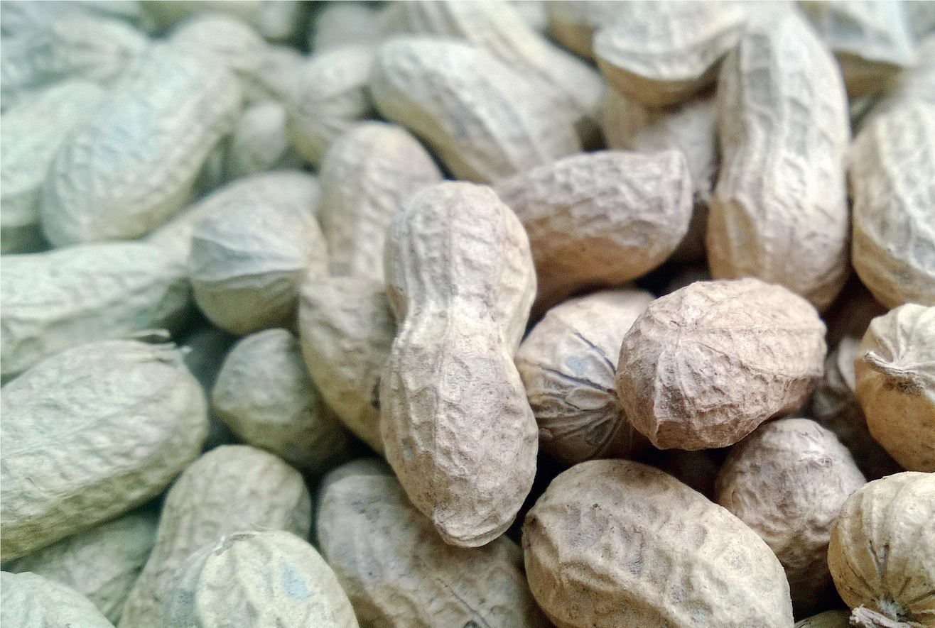 Groundnuts Production and Processing - THEWILL NEWS MEDIA