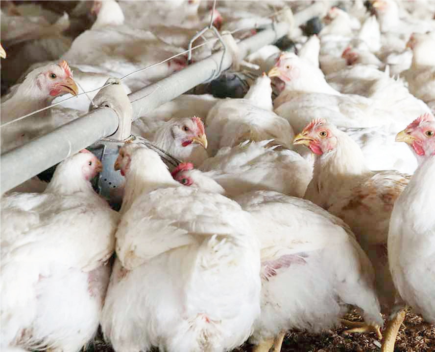 Poultry Farming - THEWILL NEWS MEDIA Poultry Farming