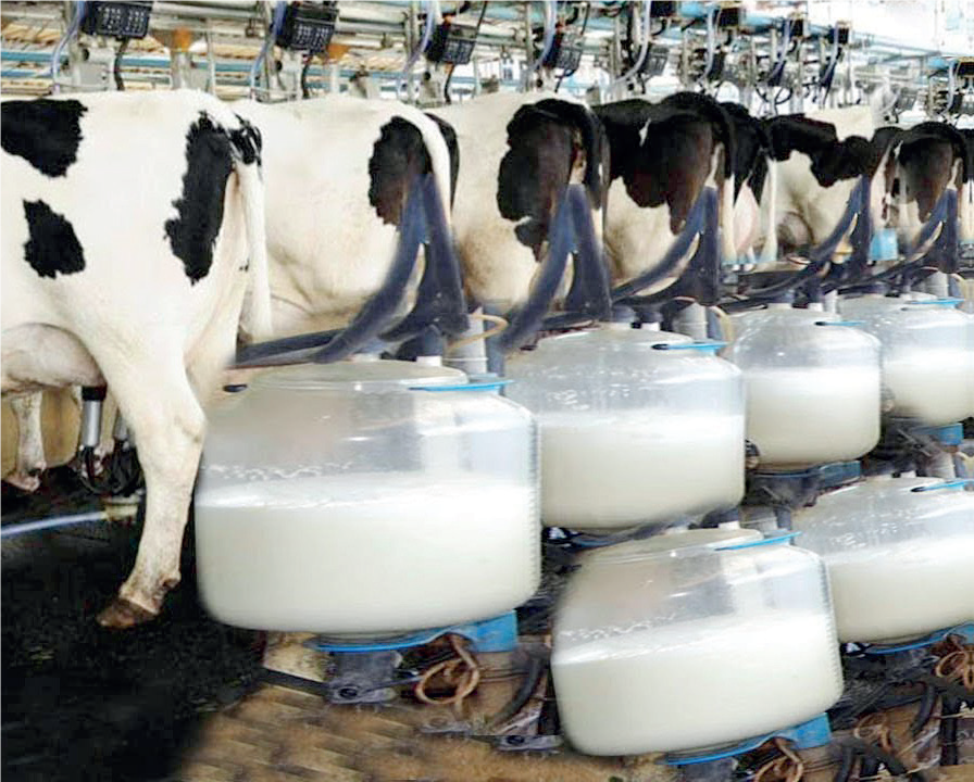 Dairy Production - THEWILL NEWS MEDIA Dairy Production
