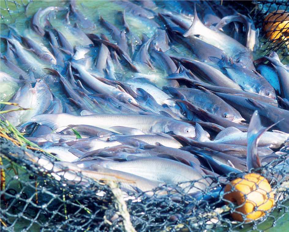 Fishing and Processing - THEWILL NEWS MEDIA Fishing and Processing
