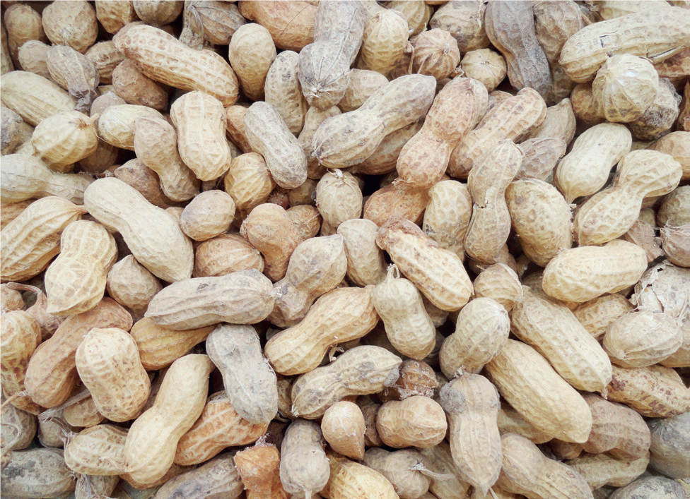 Groundnut Production/Processing - THEWILL NEWS MEDIA Groundnut Production/Processing