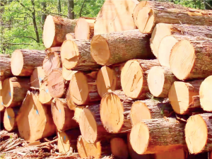 Timber Supplies