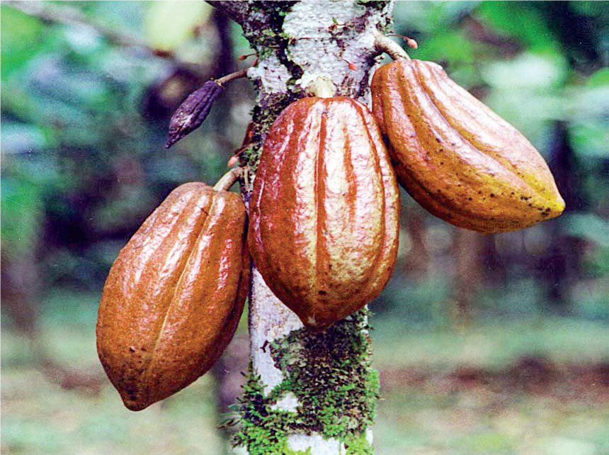 Cocoa Processing