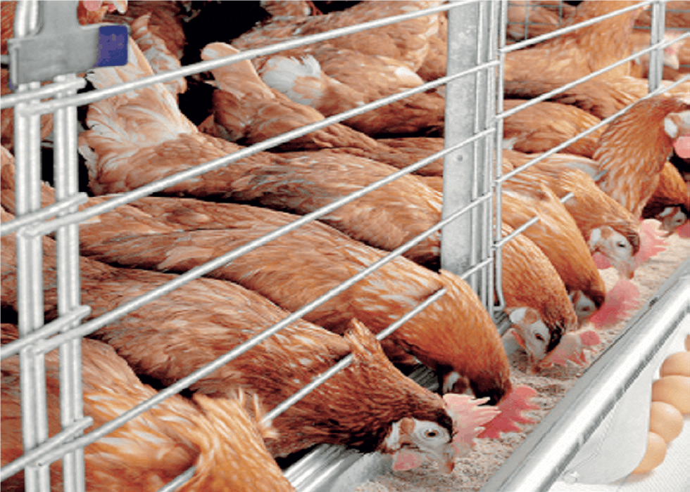 Poultry Business