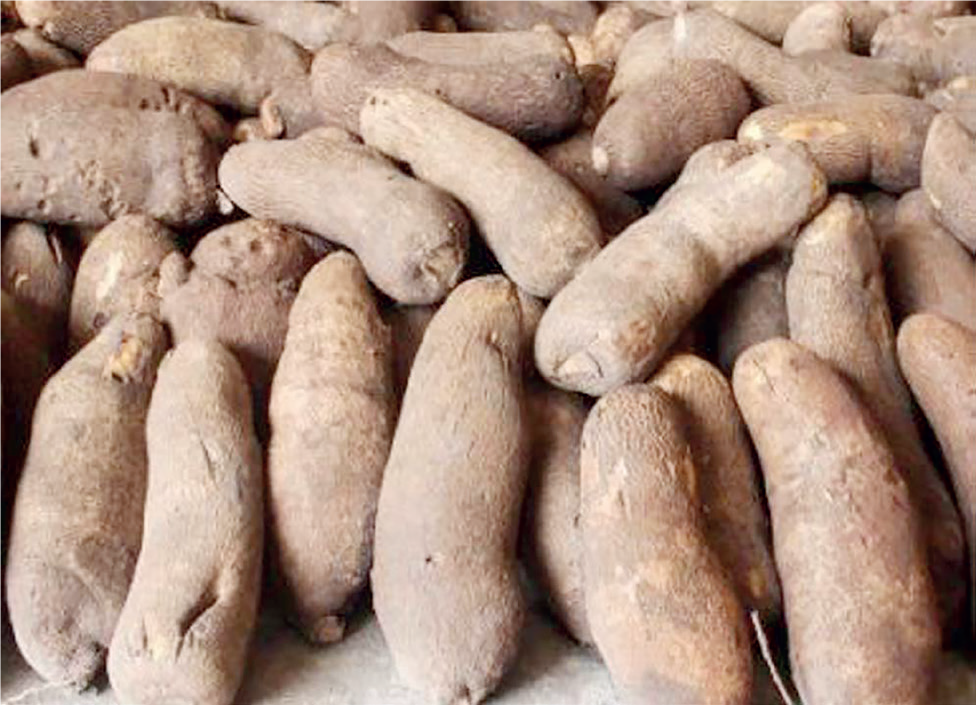 Yam And Cassava Production
