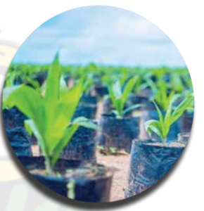 JB Farms Nigeria Limited (JBFNL) - THEWILL NEWS MEDIA