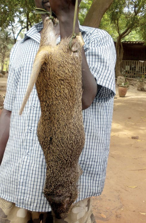 Bush meat - THEWILL NEWS MEDIA