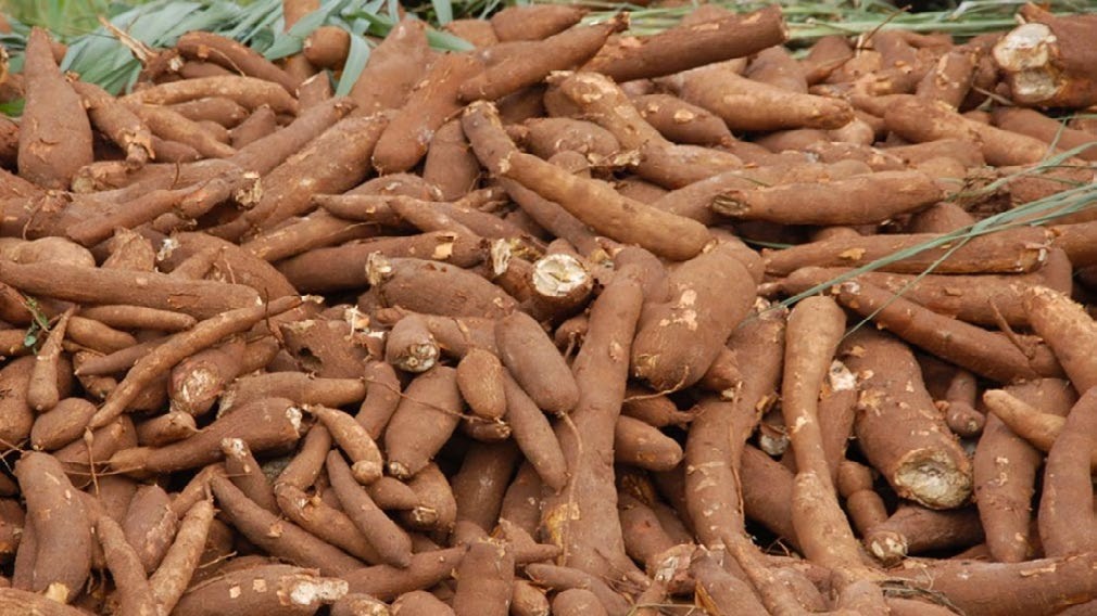 Cassava tubers