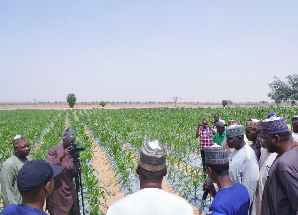 Borno Targets Export Of Sesame, Others As Zulum Visits 20 Hectares Irrigation Farm - THEWILL NEWS MEDIA Borno Targets Export Of Sesame, Others As Zulum Visits 20 Hectares Irrigation Farm