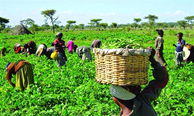Farmers - THEWILL NEWS MEDIA Farmers