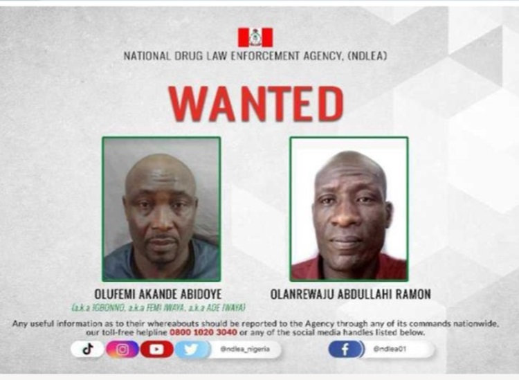 ndlea wanted