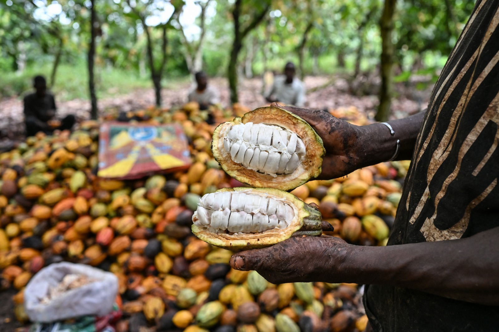 Cocoa - THEWILL NEWS MEDIA A producer shows beans during cocoa pod breaking at a plantation in Agboville, Agneby-Tiassa region