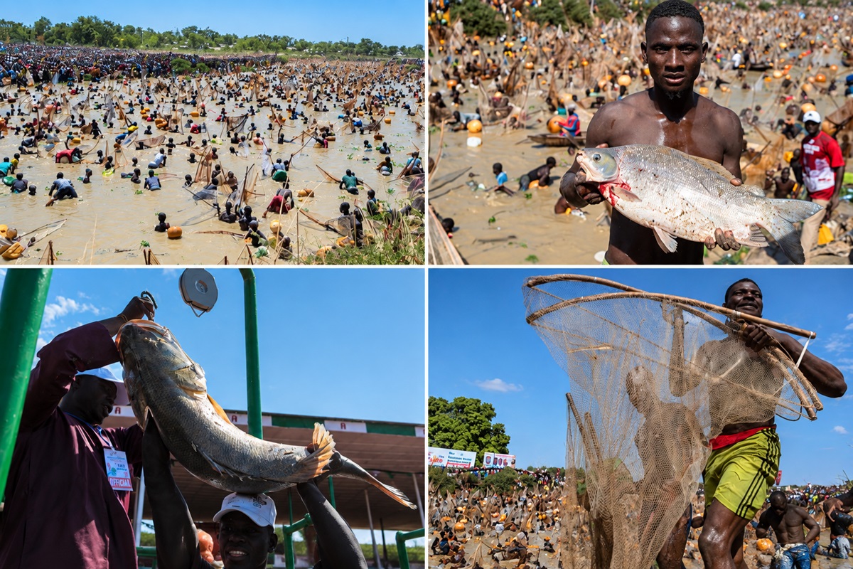 Argungu International Fishing and Cultural Festival - THEWILL NEWS MEDIA Collage showing a large coastal fish harvest: crowds of people in shallow water with nets and baskets, a man holding a big fish, and others with fishing gear.