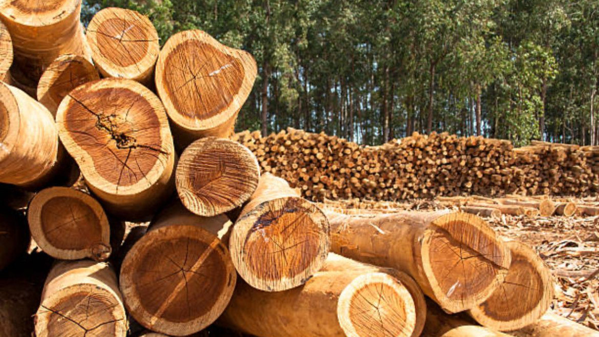 wood sector - THEWILL NEWS MEDIA wood sector