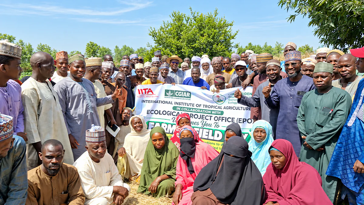 Kano farmers - THEWILL NEWS MEDIA Farmers