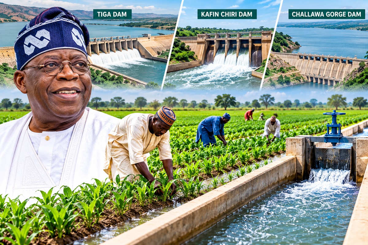 OPINION: From Dams to Farmlands: The Test of Kano South’s Irrigation Investment